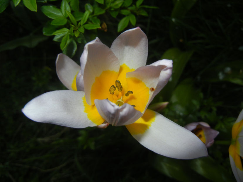 Tulipa Lilac Wonder (2017, April 14) - Tulipa Lilac Wonder