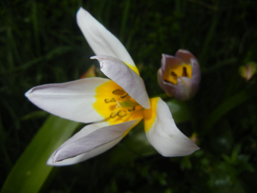 Tulipa Lilac Wonder (2017, April 14) - Tulipa Lilac Wonder