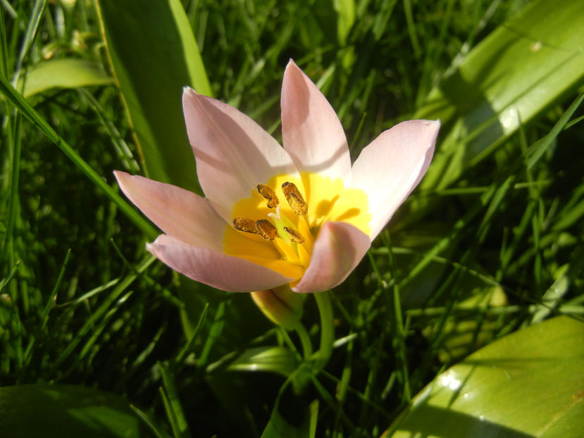 Tulipa Lilac Wonder (2017, April 15) - Tulipa Lilac Wonder