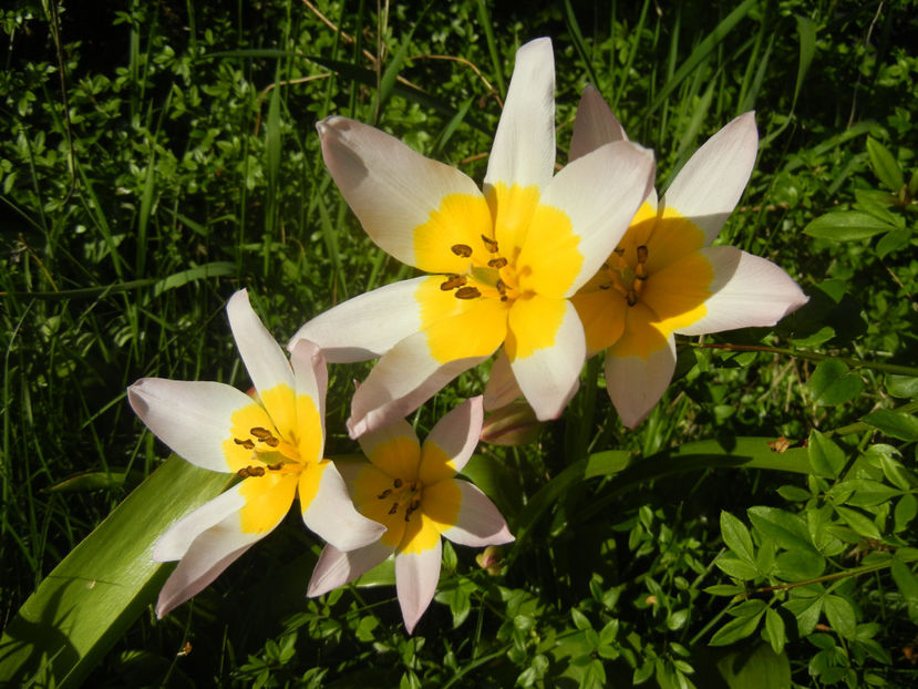 Tulipa Lilac Wonder (2017, April 15) - Tulipa Lilac Wonder