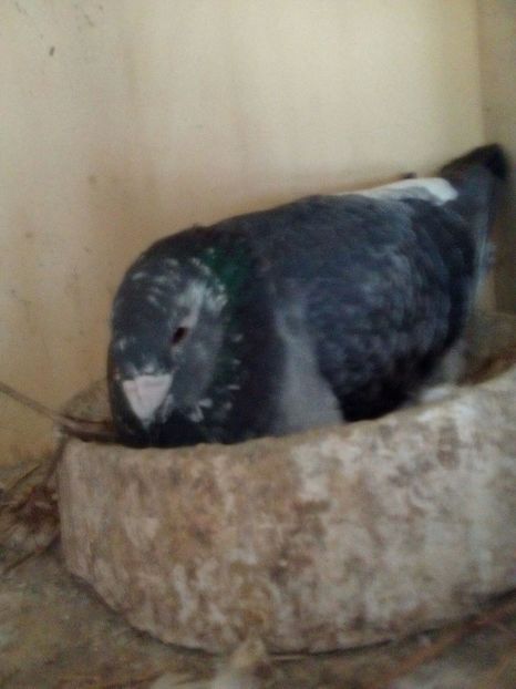 IMG-20170325-WA0005 - Porumbeii mei