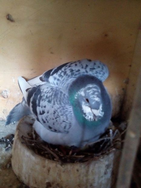 IMG-20170325-WA0009 - Porumbeii mei