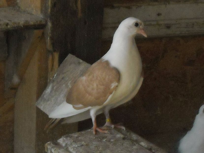 cazatoare 2017 - PUISORI  2017