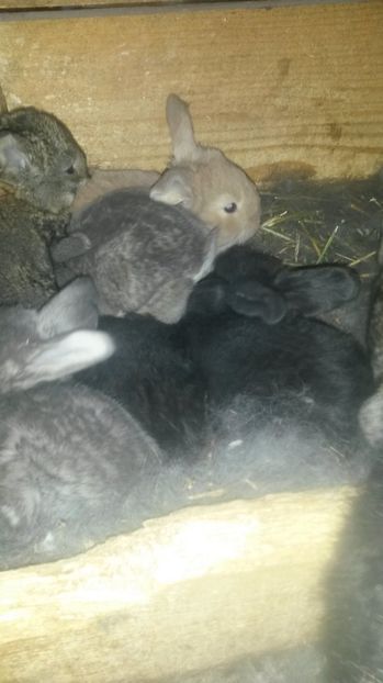  - Cuib din 28 martie