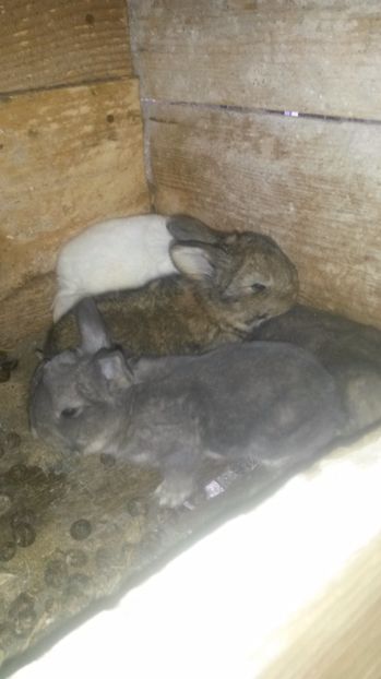 T - Cuib din 30 martie2017