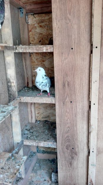  - 1 ROLLER DE BIRMINGHAM 2017