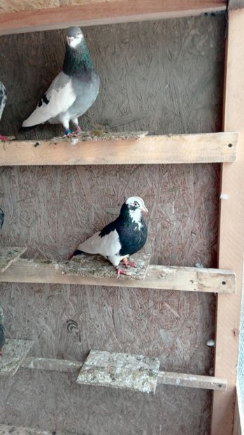  - 1 ROLLER DE BIRMINGHAM 2017