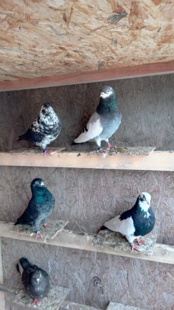  - 1 ROLLER DE BIRMINGHAM 2017