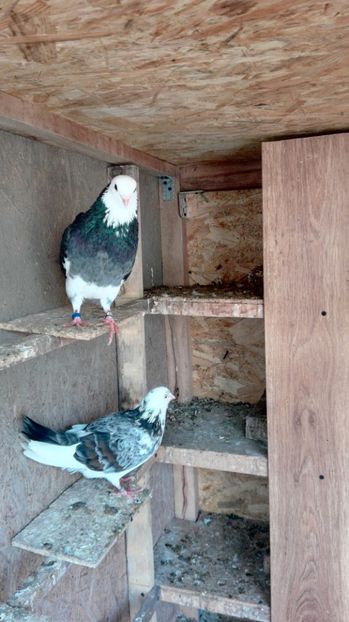  - 1 ROLLER DE BIRMINGHAM 2017