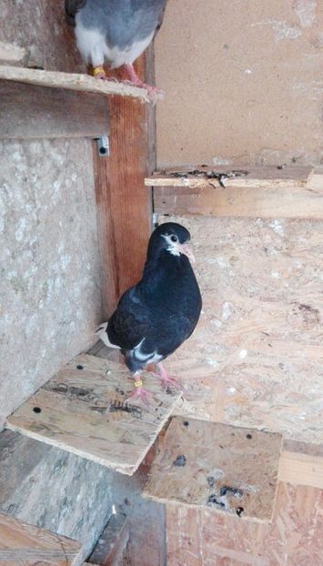  - 1 Roller de birmingham pui 2017