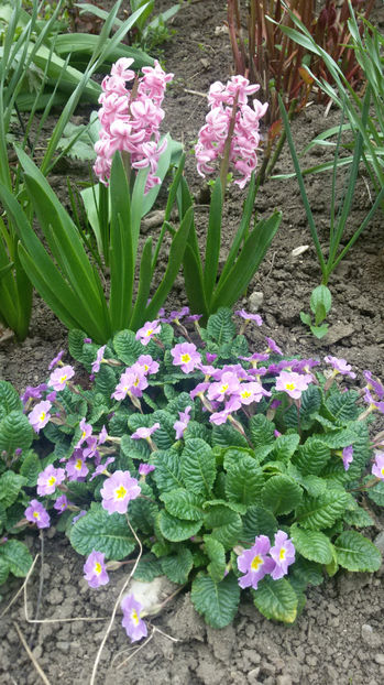 tmp_9788-20170415_132832-1578314053 - primavara 2017