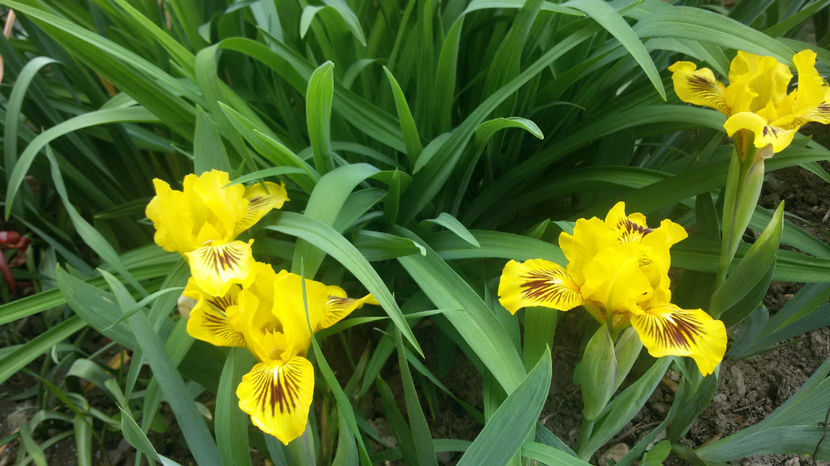 tmp_9788-20170415_132535222345935 - primavara 2017