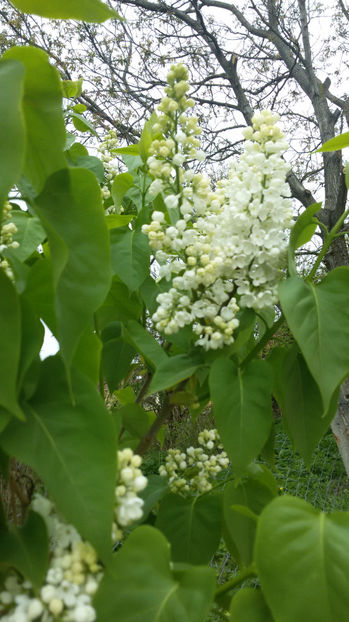 tmp_9788-20170414_104701-1800541917 - primavara 2017