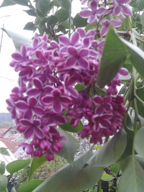 liliacul sensation - ANUL 2017