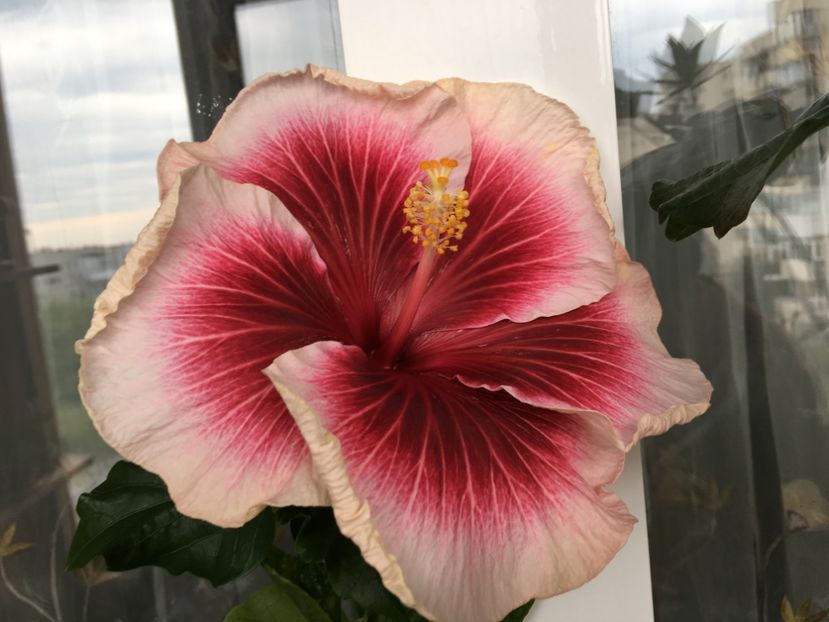  - Tahitian Purple Lady