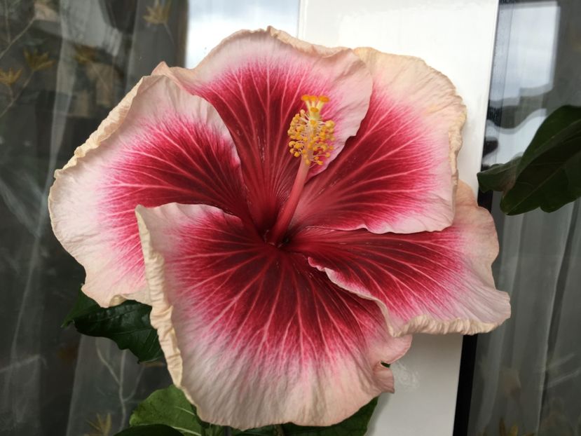  - Tahitian Purple Lady