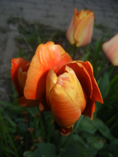 Tulipa Cairo (2017, April 14) - Tulipa Cairo