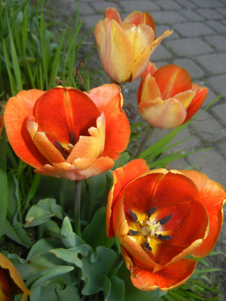 Tulipa Cairo (2017, April 15) - Tulipa Cairo