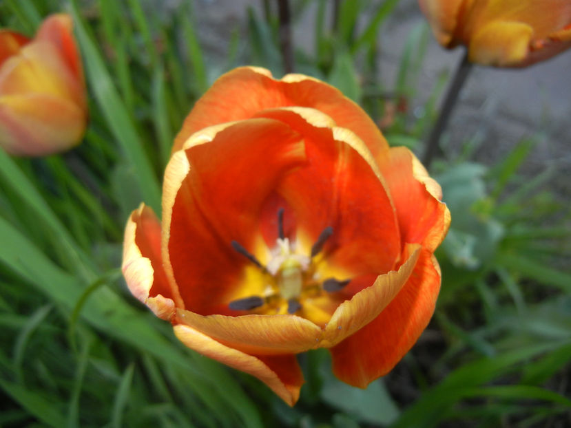 Tulipa Cairo (2017, April 15) - Tulipa Cairo