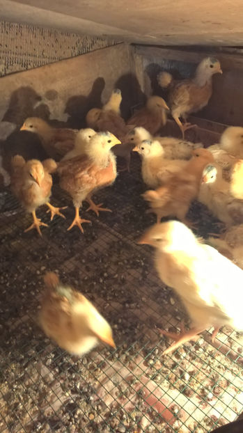 Pui Sussex si New Hampshire - 2017