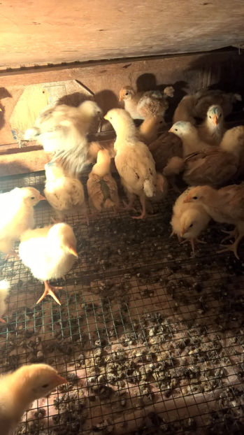 Pui Sussex si New Hampshire - 2017