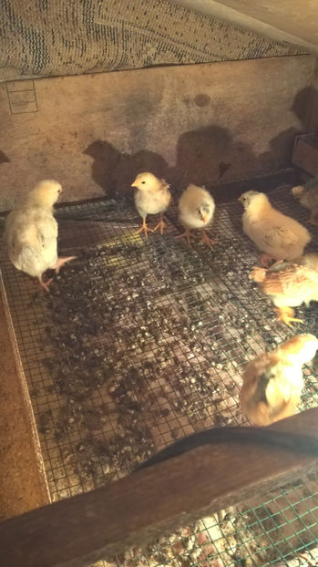 Pui Sussex si New Hampshire - 2017