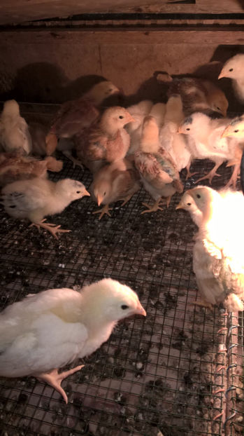 Pui Sussex si New Hampshire - 2017