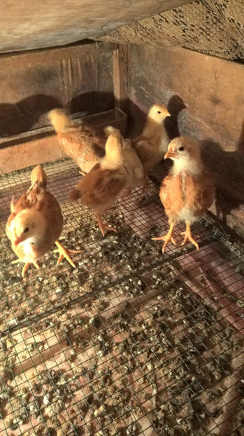 Pui Sussex si New Hampshire - 2017