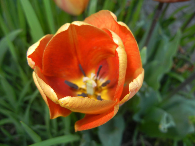 Tulipa Cairo (2017, April 15) - Tulipa Cairo