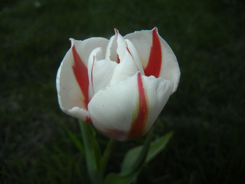 Tulipa Happy Generation (2017, April 15) - Tulipa Happy Generation