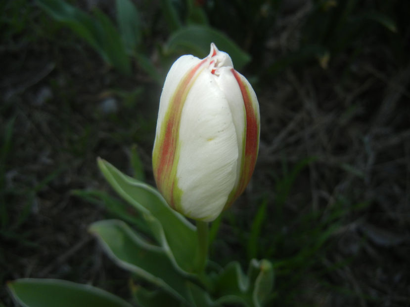Tulipa Happy Generation (2017, April 15) - Tulipa Happy Generation