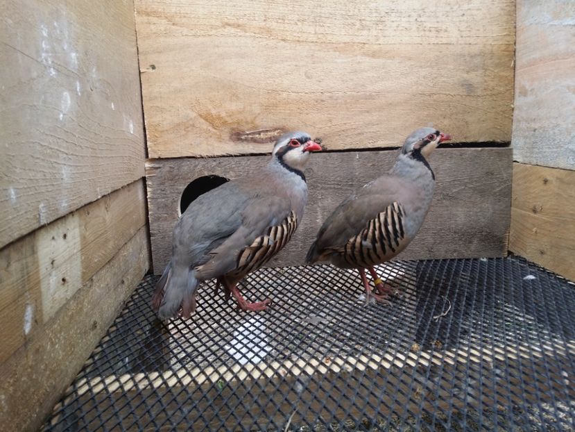  - Potarniche chukar