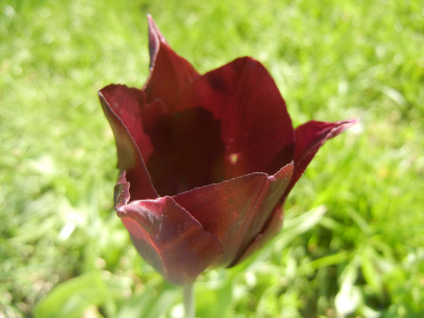 Tulipa Havran (2017, April 14) - Tulipa Havran