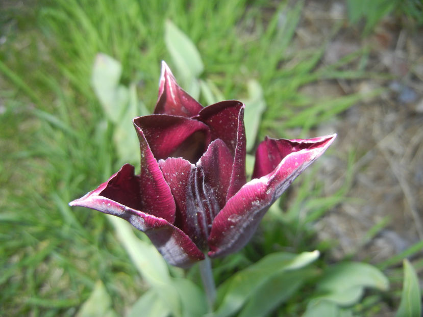 Tulipa Havran (2017, April 15) - Tulipa Havran