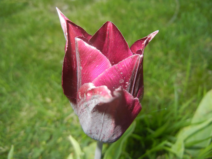 Tulipa Havran (2017, April 15) - Tulipa Havran