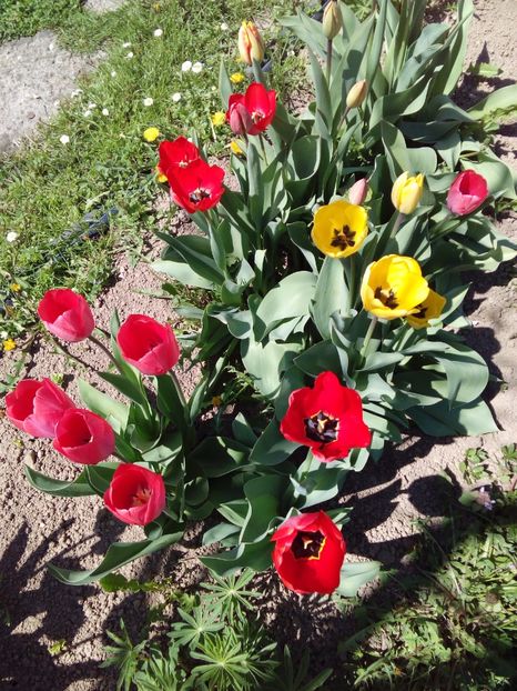  - AAAAA_LALELE 2016_2017_2018_2019