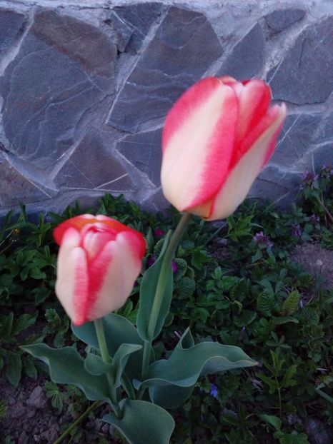  - AAAAA_LALELE 2016_2017_2018_2019