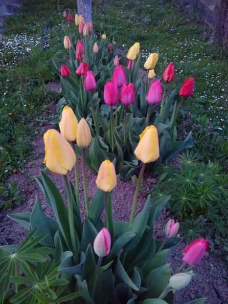  - AAAAA_LALELE 2016_2017_2018_2019