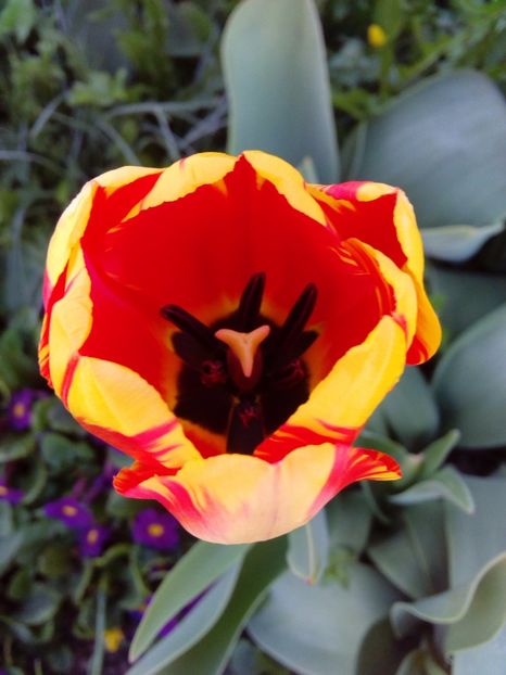  - AAAAA_LALELE 2016_2017_2018_2019