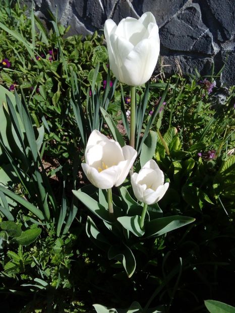  - AAAAA_LALELE 2016_2017_2018_2019