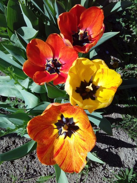  - AAAAA_LALELE 2016_2017_2018_2019