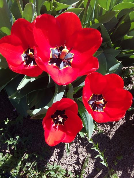  - AAAAA_LALELE 2016_2017_2018_2019