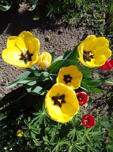  - AAAAA_LALELE 2016_2017_2018_2019