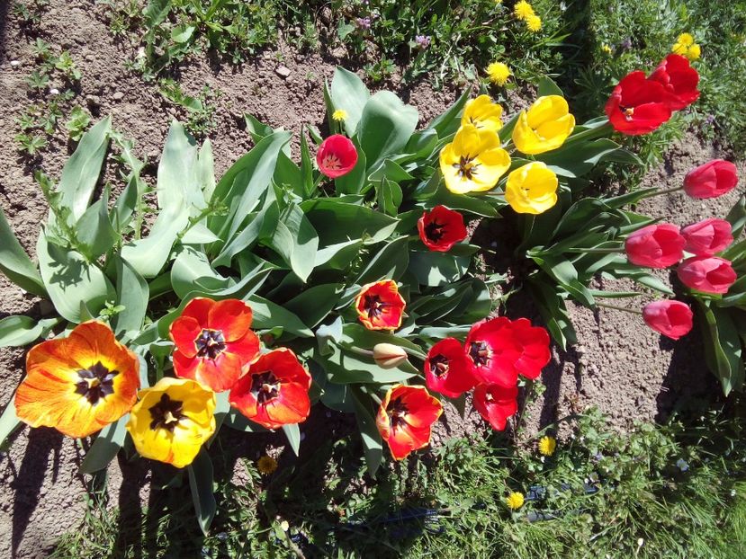  - AAAAA_LALELE 2016_2017_2018_2019