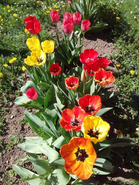  - AAAAA_LALELE 2016_2017_2018_2019