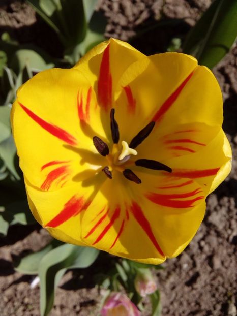  - AAAAA_LALELE 2016_2017_2018_2019