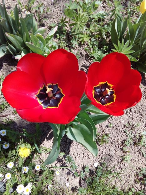  - AAAAA_LALELE 2016_2017_2018_2019