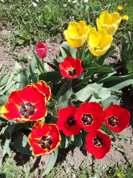  - AAAAA_LALELE 2016_2017_2018_2019