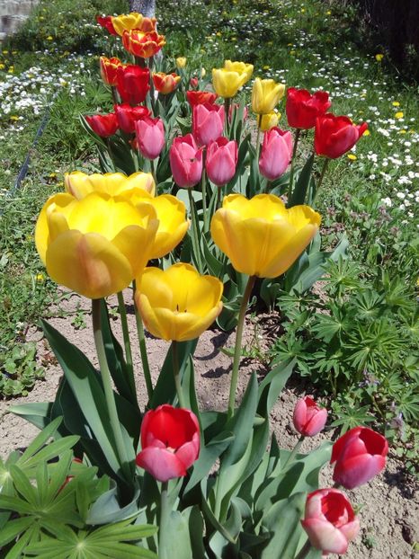  - AAAAA_LALELE 2016_2017_2018_2019