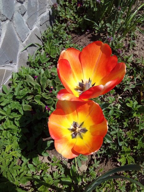  - AAAAA_LALELE 2016_2017_2018_2019